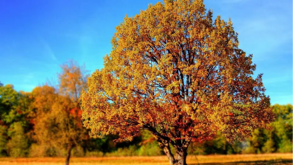 tree-99852_1920